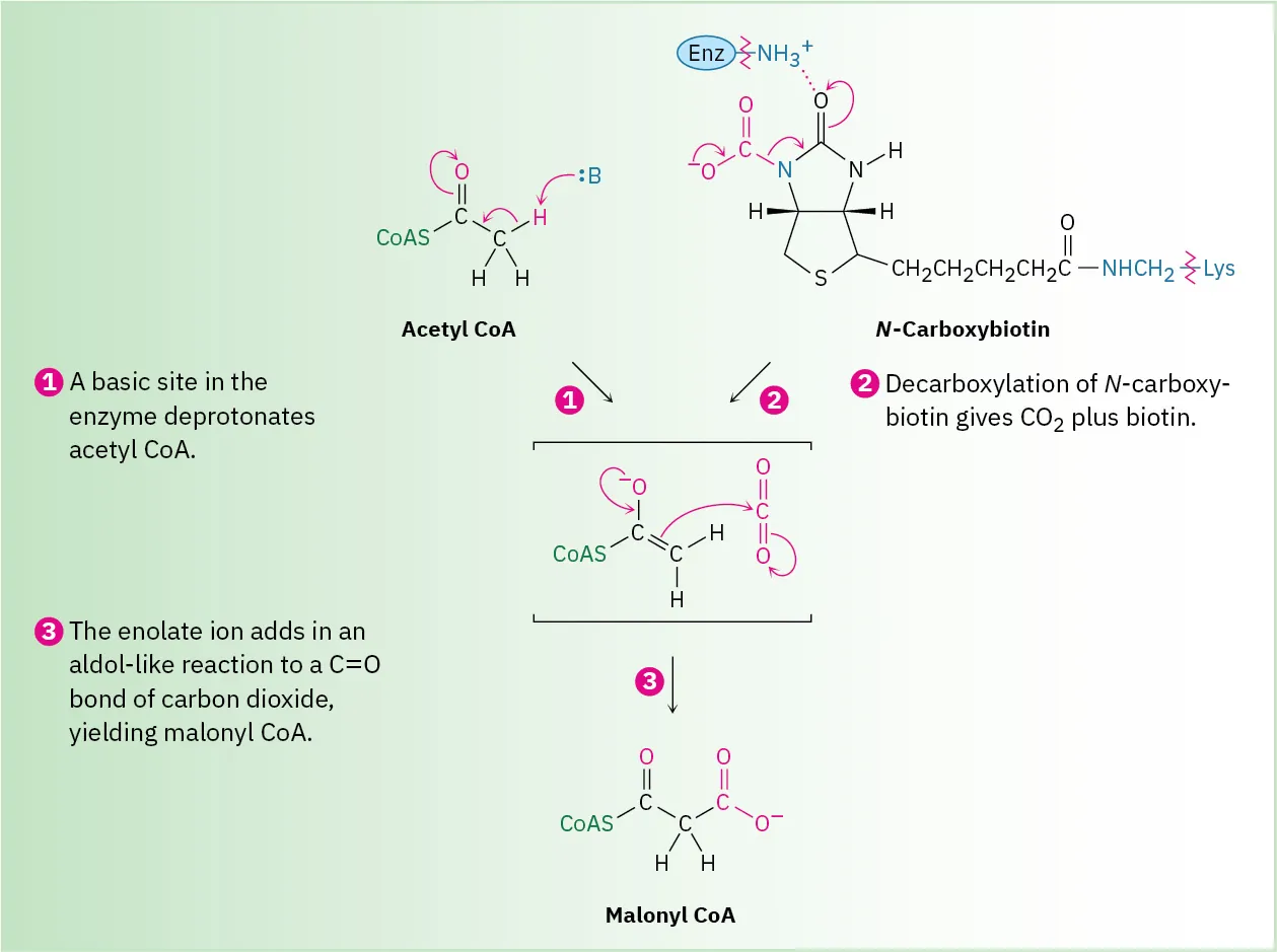 The enzyme deprotonates acetyl-coenzyme A to form an enolate and N-carboxybiotin undergoes decarboxylation to carbon dioxide and biotin. The enolate reacts with carbon dioxide to form malonyl-coenzyme A.