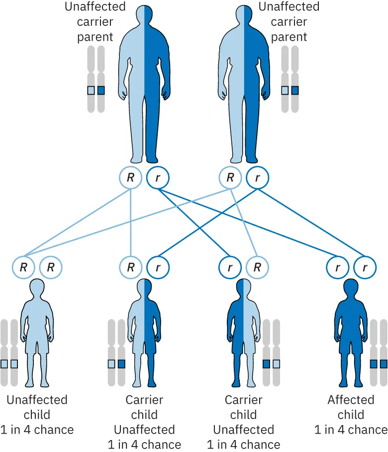Chart displaying unaffected carrier parents and how results show in four children: unaffected child, two unaffected carrier children, and affected child (all having 1 in 4 chance).