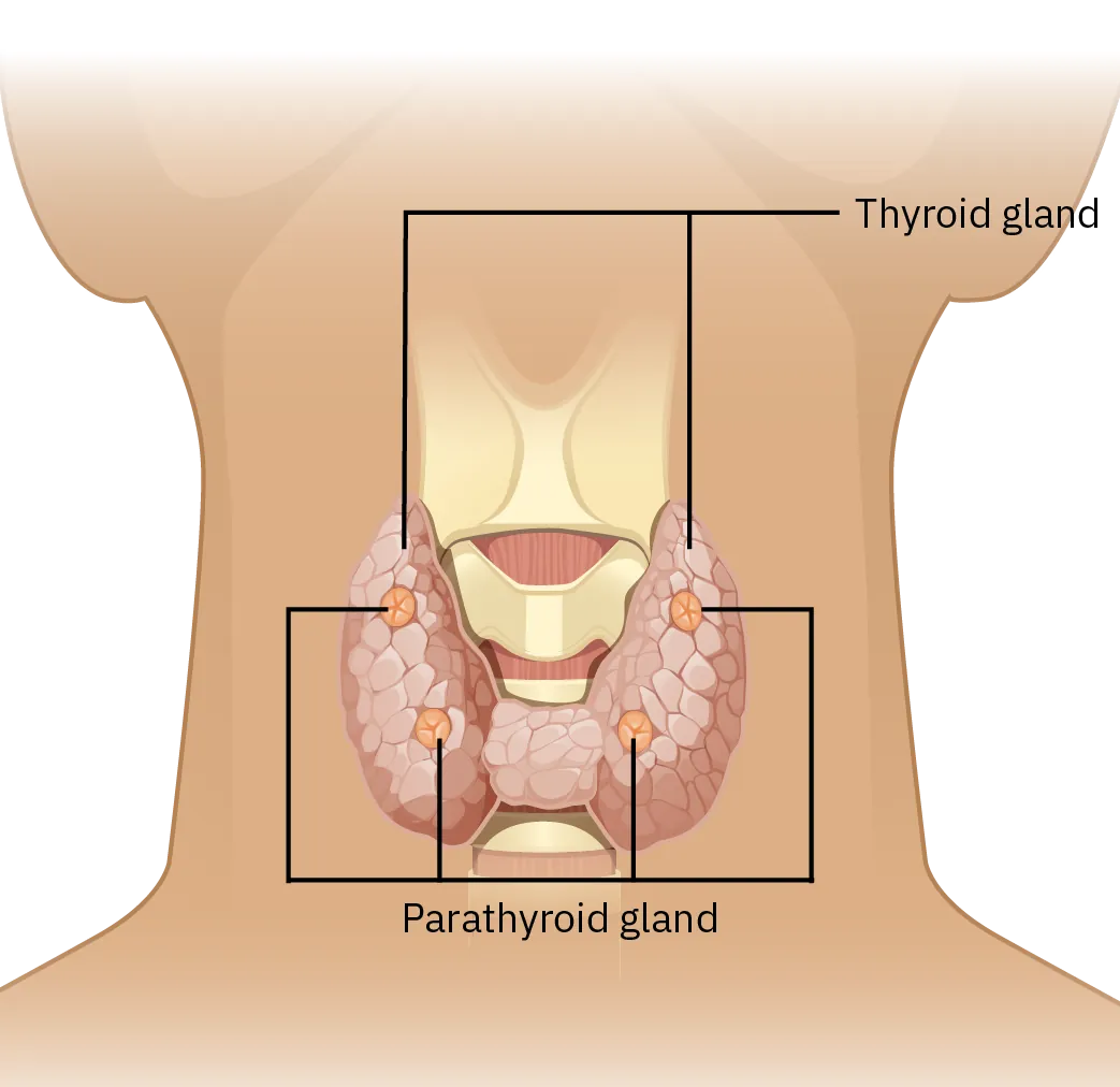The thyroid gland is a butterfly shaped gland located in the neck. Parathyroid glands are smaller glands found within the thyroid glands.