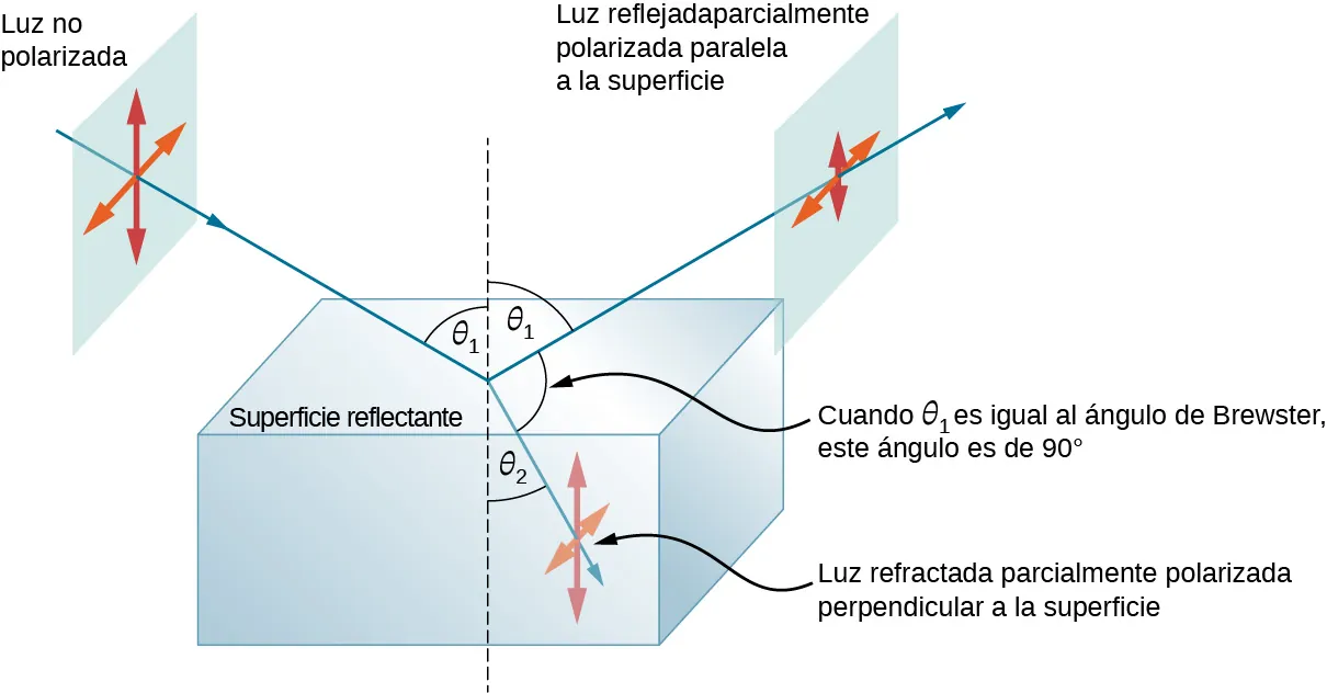 La figura es un diagrama que muestra un bloque de vidrio en el aire. La superficie reflectante es horizontal. Un rayo marcado como luz no polarizada parte de la parte superior izquierda e incide en el centro del bloque, con un ángulo theta uno respecto a la vertical. Centrados en este rayo incidente hay dos flechas de doble punta, una horizontal y otra vertical. Desde el punto en el que este rayo choca con el bloque de vidrio, surgen dos rayos. Uno es el rayo reflejado que va hacia arriba y hacia la derecha en un ángulo theta uno con la vertical, y el segundo es un rayo refractado que va hacia abajo y hacia la derecha en un ángulo theta dos con la vertical. La luz reflejada se marca como parcialmente polarizada paralela a la superficie. Se muestran dos flechas de doble punta, similares a las del rayo incidente, centradas en el rayo reflejado, pero la flecha vertical es significativamente más corta que la horizontal. El rayo refractado se marca como parcialmente polarizado perpendicular a la superficie. Se muestran dos flechas de doble punta, similares a las del rayo incidente, centradas en el rayo reflejado, pero la flecha horizontal es significativamente más corta que la vertical. Una nota indica que cuando theta uno es igual al ángulo de Brewster, el ángulo entre el rayo reflejado y refractado es de noventa grados.