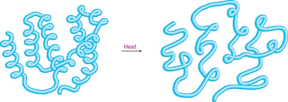 Protein denaturation where a coiled protein reacts with heat to form a globular protein with random loops.