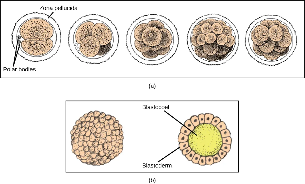 Part a: illustration shows a fertilized egg divided into two, four, eight, sixteen and thirty-two cells. Part b: shows a hollow ball of cells. The cells on the surface are called the blastoderm, and the hollow center is called the blastocoel.