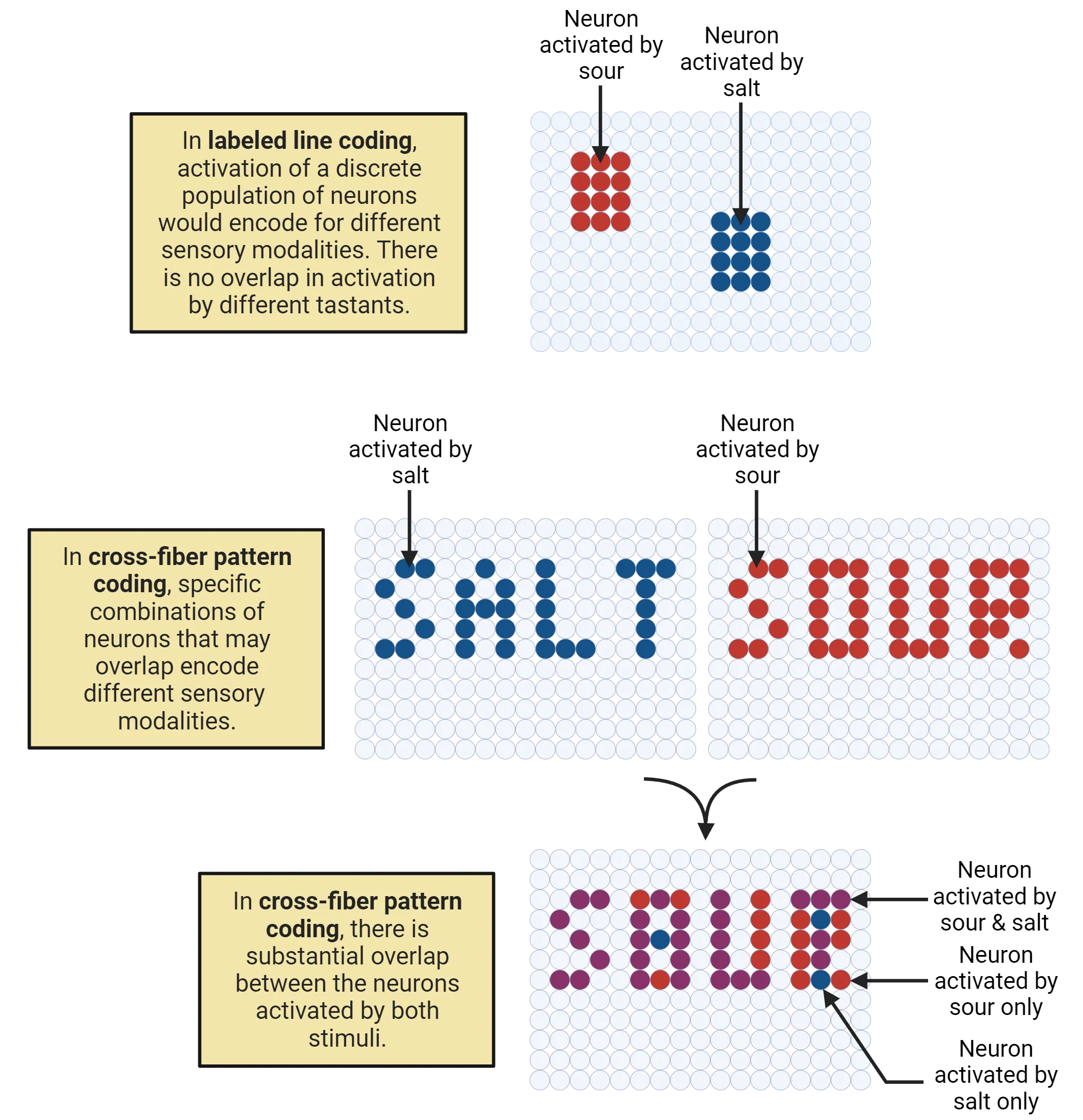 A diagrammatic representation of labeled line coding versus cross-fiber pattern coding, where neurons are represented by circles of different colors depending on which tastant activates them. In labeled line coding, activation of a discrete population of neurons would encode for different sensory modalities. There is no overlap in activation by different tastants. In cross-fiber pattern coding, specific combinations of neurons that may overlap encode different sensory modalities. In cross-fiber pattern coding, there is substantial overlap between the neurons activated by both stimuli.