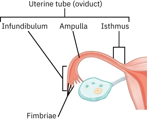 Image of a fallopian tube, labeled with: the uterine tube (oviduct), (which consists of the infundibulum, ampulla, and isthmus), and the fimbriae.