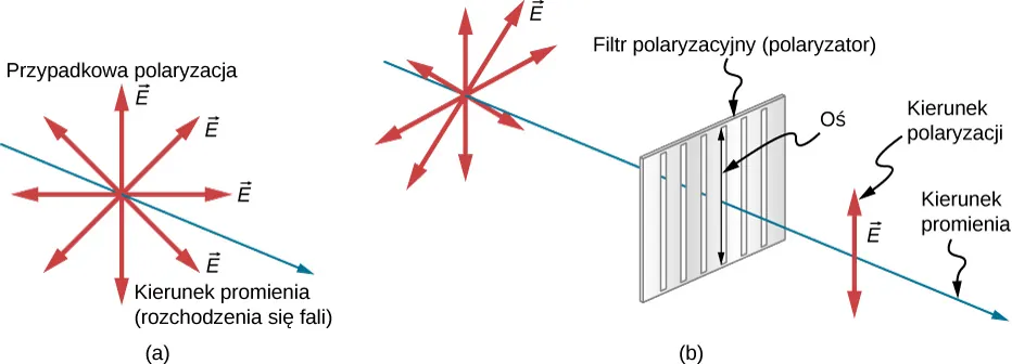 Figura a przedstawia cienką niebieską strzałkę wychodzącą ze strony i nieco w prawo, która oznacza kierunek propagacji fali. Z jednego jej punktu wychodzi promieniście osiem czerwonych strzałek, opisanych jako wektory E. Wszystkie te strzałki leżą w płaszczyźnie prostopadłej do promienia i są równo rozstawione. Opis wskazuje, że reprezentują one przypadkową polaryzację. Figura b przedstawia podobny, lecz dłuższy promień z takimi samymi czerwonymi strzałkami wychodzącymi promieniście z jednego punktu w jego lewej części. W prawej części promienia znajduje się wąski prostokąt z sześcioma równo rozmieszczonymi pionowymi szczelinami, opisany jako filtr polaryzacyjny. Jest na nim pionowa strzałka opisana jako oś. Na prawo od filtra, na promieniu znajduje się pojedyncza niebieska strzałka z dwoma grotami, ustawiona pionowo, opisana jako E i kierunek polaryzacji.
