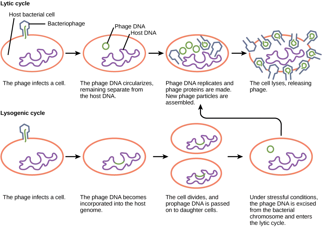 The bacteriophage lytic cycle begins when the phage attaches via a slender stalk to the host cell. Linear DNA from the viral head is injected into the host cell. The phage DNA circularizes, remaining separate from the host DNA. The phage DNA replicates, and new phage proteins are made. New phage particles are assembled. The cell lyses, releasing the phage. The bacteriophage lysogenic cycle begins the same way as the lytic cycle, with phage infecting a host cell. However, the phage DNA becomes incorporated into the host genome. The cell divides, and phage DNA is passed on to daughter cells. Under stressful conditions, the phage DNA is excised from the bacterial chromosome and enters the lytic cycle.