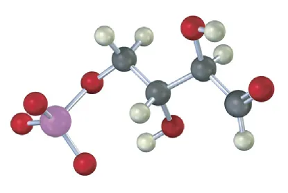 A ball-and-stick model of four-carbon chain with C 1 having an aldehyde group and  oxygen linked to phosphate group at C4.