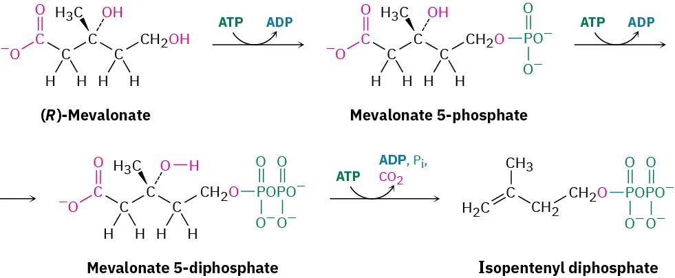 (R)-Mevalonate reacts to form mevalonate-5-phosphate that further reacts to form mevalonate-5-diphosphate. Adenosine triphosphate converts to adenosine diphosphate. This forms isopentenyl diphosphate. Adenosine triphosphate converts to carbon dioxide.