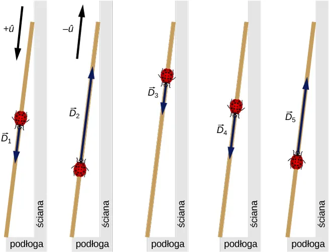 Pięć rysunków przedstawiających biedronkę chodzącą po miarce opartej o ścianę. Wektor +u z daszkiem ma zwrot w kierunku podłogi, wektor – u z daszkiem ma zwrot w kierunku górnej części miarki. Na pierwszym rysunku biedronka znajduje się w pobliżu środka miarki, a wektor D1 zwrócony jest w stronę podłogi. Na drugim rysunku biedronka znajduje się niżej, w miejscu, w którym na pierwszym rysunku znajduje się punkt końcowy wektora D1. Wektor D2 ma zwrot w górę miarki. Na trzecim rysunku biedronka znajduje się wyżej, w miejscu, w którym na drugim rysunku znajduje się punkt końcowy wektora D2. Wektor D3 ma zwrot w dół miarki. Na czwartym rysunku biedronka znajduje się niżej, w miejscu, w którym na trzecim rysunku znajduje się punkt końcowy wektora D2. Wektor D4 ma zwrot w dół miarki. Na piątym rysunku biedronka znajduje się niżej, w miejscu, w którym na czwartym rysunku znajduje się punkt końcowy wektora D4. Wektor D5 ma zwrot w górę miarki.