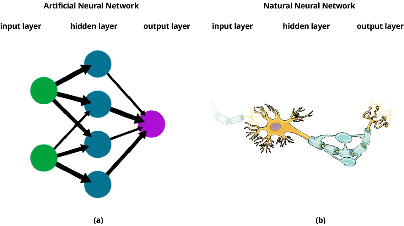 This image compares an artificial neural network and a natural neural network. The left side (a) represents an artificial neural network, which consists of three layers: the input layer (green nodes), the hidden layer (blue nodes), and the output layer (purple node). Arrows between the nodes represent connections and the flow of information between layers. The right side (b) shows a natural neural network, illustrating a neuron with similar components: an input layer (dendrites), a hidden layer (the cell body or soma), and an output layer (axon and axon terminals). This comparison highlights the structural similarity between artificial and natural neural networks.