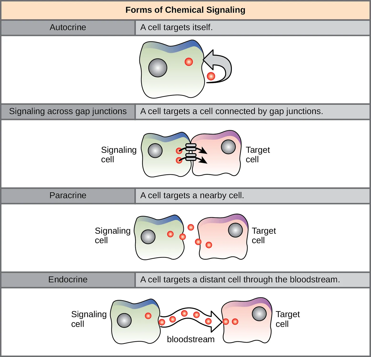 The illustration shows four forms of chemical signaling. In autocrine signaling, a cell targets itself. In signaling across a gap junction, a cell targets a cell connected via gap junctions. In paracrine signaling, a cell targets a nearby cell. In endocrine signaling, a cell targets a distant cell via the bloodstream