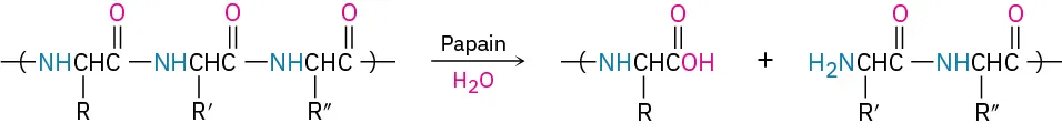 Peptide bonds in a protein undergo multiple hydrolyses in the presence of papain and water to form  the cleaved  peptide products