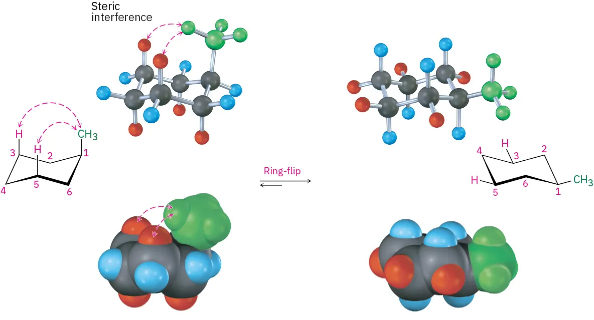 The chair conformation, ball and stick, and space-filling models of axial methylcyclohexane with steric interference undergoes ring-flip to form equatorial conformation, ball and stick model, and space-filling model.