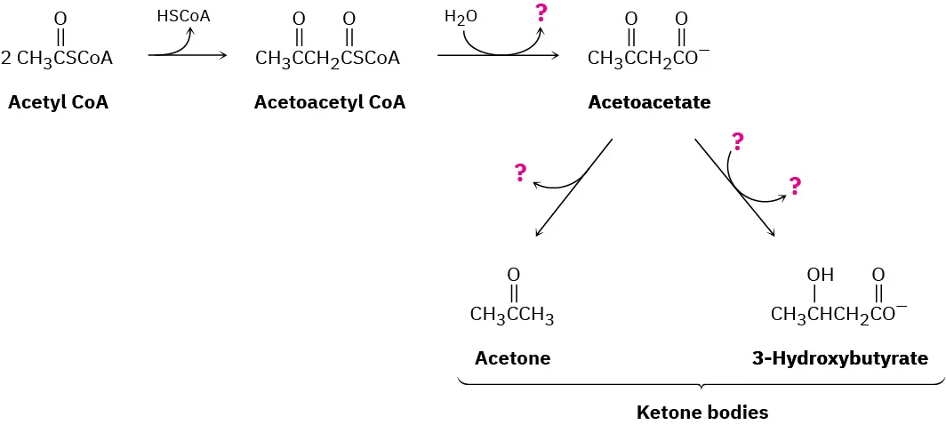 Acetyl CoA forms acetoacetyl CoA , which converts water to an unknown reagent and acetoacetate anion,  the acetoacetate anion reacts with unknown reagents to form ketone bodies acetone and 3-hydroxybutyrate.