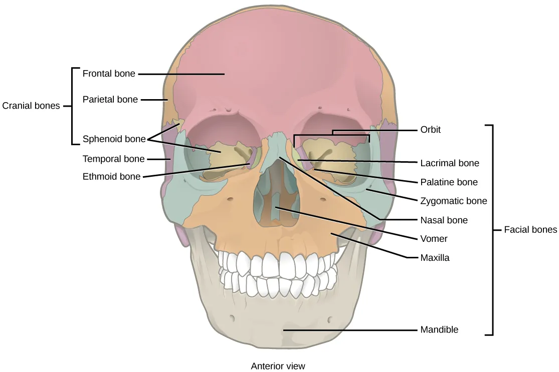 Illustration shows a front-end view of a skull. The frontal bone is the prominent bone that makes up most of the top of the skull. The parietal bones and sphenoid bone make up the side of the skull. Two nasal bones make up the bridge of the nose. The zygomatic bone is the cheek bone. The vomer is a single bone in the middle of the nose. The maxilla makes up the upper jaw, and the mandible is the lower jaw. The lacrimal is a bone on the inner center of the eye. The nasal conchae are bones inside the nose.