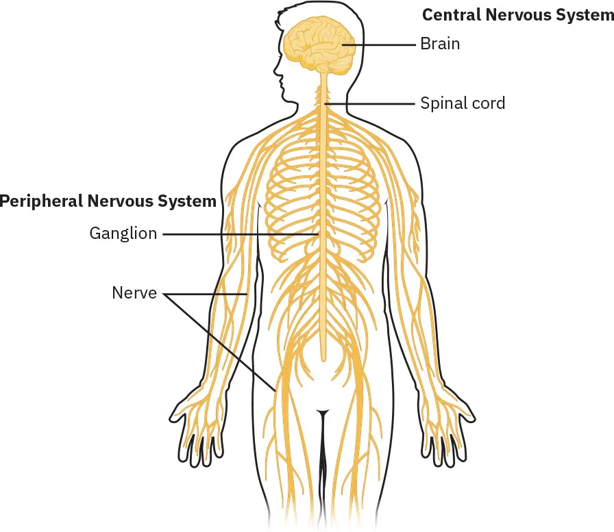 The image is a labeled diagram of the human nervous system, showing a human figure with detailed illustrations of its components. The diagram highlights the two main parts: the Central Nervous System (CNS) and the Peripheral Nervous System (PNS). The CNS includes the brain, located in the head, and the spinal cord, running down the center of the back. The PNS features ganglia, which are clusters of nerve cell bodies outside the CNS, marked on the sides of the figure, and peripheral nerves extending from the spinal cord to various parts of the body, marked on the arms and legs. The entire nervous system is illustrated in yellow, emphasizing the network of nerves throughout the body.