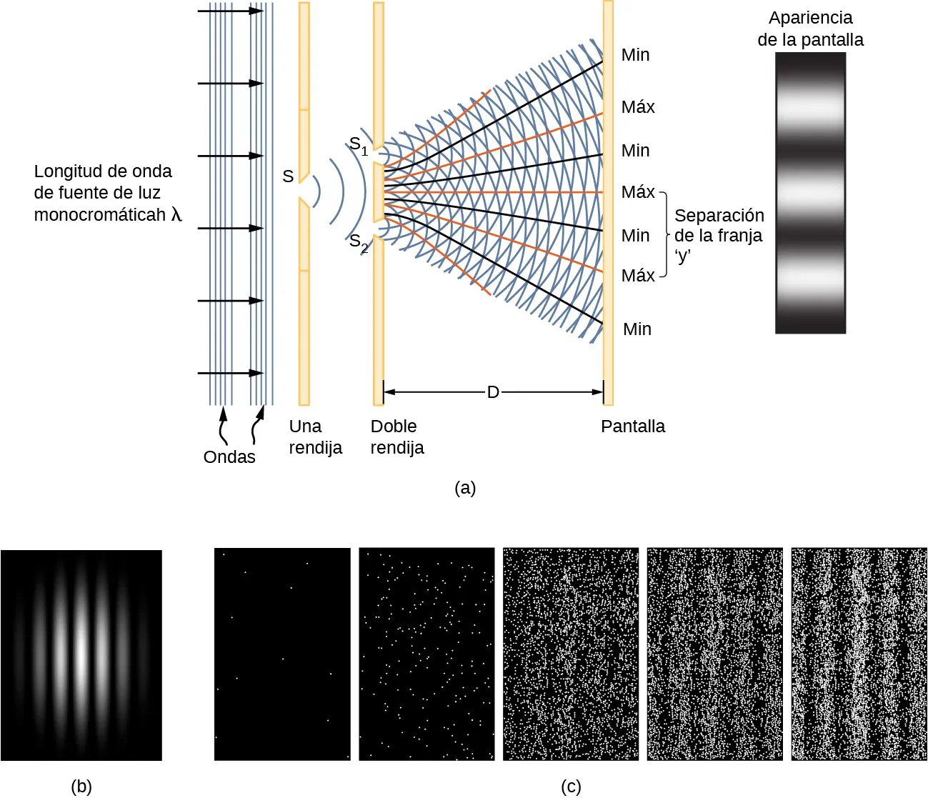 La parte a muestra una luz monocromática de longitud de onda lambda emitida desde una fuente, que llega en forma de ondas planas a una única rendija, S. Las ondas pasan a través de la rendija y forman ondas circulares que llegan a una doble rendija, S sub 1 y S sub 2. Los rayos de luz salen de dos rendijas semicirculares superpuestas. Las ondas que interactúan se extienden y terminan en una pantalla en la que se marcan los puntos de máximo, donde se superponen las crestas o los valles, y de mínimo, donde las crestas de una rendija se superponen a los valles de la otra. El patrón aparece en la pantalla como una serie de franjas brillantes y oscuras alternadas. La separación de las franjas, y, es la distancia entre los máximos adyacentes. En la parte b, se muestra una fotografía del patrón de franjas. La parte c muestra cómo se desarrolla el patrón en el tiempo. Se muestran fotos de la imagen en cinco momentos. Al principio, solo aparecen algunos puntos brillantes dispersos, aparentemente al azar, sobre un fondo oscuro. En la segunda imagen, vemos más puntos, pero todavía no hay ningún patrón discernible. En la tercera imagen, empezamos a ver que hay más puntos en algunas partes de la imagen y menos en otras. Las franjas verticales de densos puntos brillantes separados se ven claramente en la cuarta imagen, y aún más en la quinta.