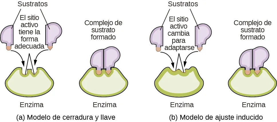 Se muestra un diagrama de dos posibles interacciones de una enzima y un sustrato. En a, que lleva la etiqueta "Llave-cerradura", se muestran dos diagramas. La primera muestra una forma verde en forma de cuña con dos depresiones pequeñas en la superficie superior de tamaño similar, pero la depresión de la izquierda tiene forma curva y la de la derecha tiene forma puntiaguda. Esta forma verde está etiquetada como "Enzima". Justo encima de ella hay dos formas más pequeñas, irregulares y de color lavanda, cada una con un saliente en su superficie inferior. La forma lavanda de la izquierda tiene un saliente curvo que coincide con la forma de la depresión de la izquierda en la forma verde de abajo. Esta proyección está sombreada en naranja y tiene una flecha curva que se extiende desde dentro hasta la depresión correspondiente en la forma verde de abajo. Del mismo modo, la forma lavanda de la derecha tiene un saliente con punta que coincide con la forma de la depresión de la derecha en la forma verde de abajo. Esta proyección está sombreada en naranja y tiene una flecha curva que se extiende desde dentro hasta la depresión correspondiente en la forma verde de abajo. Dos segmentos de línea se extienden desde las depresiones de la forma verde para formar una forma de V invertida sobre las depresiones. Encima de esto y entre las formas de color lavanda está la etiqueta "El sitio activo tiene la forma adecuada". La etiqueta "Substratos" está en la parte superior del diagrama con segmentos de línea que se extienden hasta las dos formas de color lavanda. A la derecha de este diagrama hay un segundo diagrama que muestra las formas de color lavanda colocadas una al lado de la otra, encajando perfectamente en las depresiones de la forma verde, que está etiquetada como "Enzima". Encima de este diagrama está la etiqueta "Complejo de sustrato formado". En b, etiquetado como "Ajuste inducido", se muestran dos diagramas. El primero muestra una forma de cuña verde con dos pequeñas depresiones en la superficie superior de tamaño similar, pero de forma irregular. Esta forma verde está etiquetada como "Enzima". Justo por encima de esta forma hay dos formas irregulares más pequeñas de color lavanda, cada una con un saliente en su superficie inferior. La forma lavanda de la izquierda tiene un saliente curvo. Este saliente está sombreado en naranja y tiene una flecha curva que se extiende desde él hasta la depresión irregular que se encuentra justo debajo de él en la forma verde de abajo. Del mismo modo, la forma lavanda de la derecha tiene un saliente con punta. Este saliente está sombreado en naranja y tiene una flecha curva que se extiende desde él hasta la depresión irregular que se encuentra justo debajo de él en la forma verde de abajo. Dos segmentos de línea se extienden desde las depresiones de la forma verde para formar una forma de V invertida sobre las depresiones. Encima de esto y entre las formas de color lavanda está la etiqueta "El sitio activo cambia para adaptarse". La etiqueta "Substratos" está en la parte superior del diagrama con segmentos de línea que se extienden hasta las dos formas de color lavanda. A la derecha de este diagrama hay un segundo diagrama que muestra las formas púrpuras colocadas una al lado de la otra, encajando perfectamente en las depresiones de la forma verde, que está etiquetada como "Enzima". Encima de este diagrama está la etiqueta "Complejo de sustrato formado". Los salientes de las formas de color lavanda coinciden con las formas de depresión de la forma verde, lo que resulta en un ajuste adecuado.