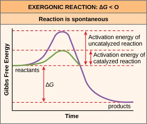 This plot shows the activation energy for an exergonic reaction. As the reaction proceeds, energy initially increases to overcome the activation energy. In a catalyzed reaction, the activation energy is much lower. The energy then decreases such that the Gibbs free energy of the products is less than that of the reactants. The activation energy is the peak of the energy plot minus the energy of the reactants. The Gibbs free energy (delta G) is the energy of the products minus the energy of the reactants.