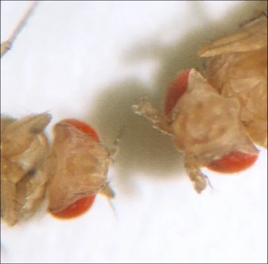 This photo shows Drosophila that has normal antennae on its head, and a mutant that has legs on its head.