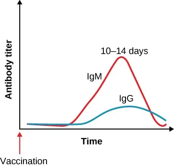 The graph plots antibody titer on the y-axis versus time on the x-axis. An arrow with the label vaccination appears at 0 on the x-axis. A red line labeled IgM shows a dramatic peak at 10–14 days. A blue line labeled IgG shows a much less dramatic arc with its peak at a slightly later time interval.