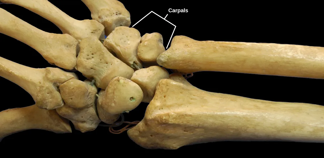 Photo shows a human hand skeleton. The radius and ulna of the forearm connect to several small, knobby bones in the wrist called carpals. Carpals, in turn, connect to bones in the hand.
