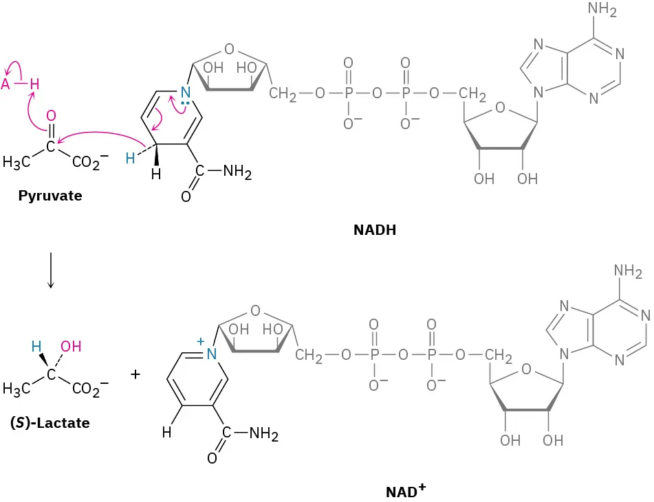 The reduction of pyruvate by N A D H to form (S)-lactate and N A D cation. It involves specific interactions between molecular components.