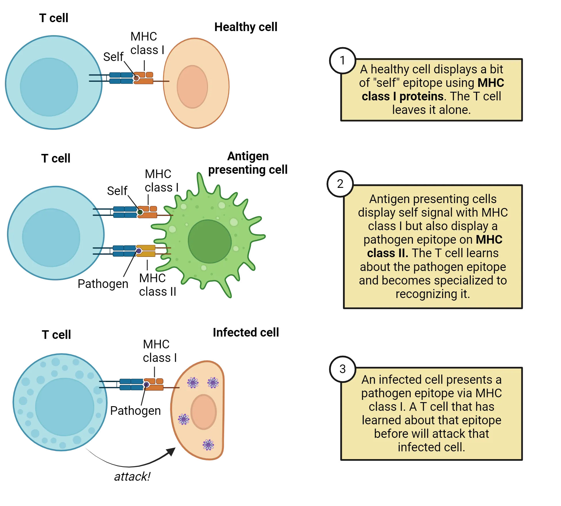 Three-part image. 1) Diagram of T cell interacting with healthy cell presenting self antigen using MCH class I on its cell surface. 2) Diagram of T cell interacting with antigen presenting cell, which displays self with MCH class I and pathogen with MCH class II. 3) Diagram of T cell interacting with infected cell displaying pathogen on its cells surface with MCH I. Steps are described in more detail in main text.