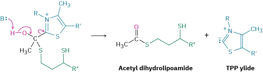 Base deprotonation of a hemithioacetal decomposes to form acetyl dihydrolipoamide and T P P ylide.