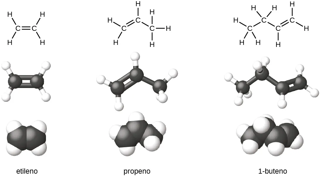 Las fórmulas estructurales de Lewis muestran los símbolos de los elementos de carbono e hidrógeno y los enlaces entre los átomos. La primera estructura de esta fila muestra dos átomos de C enlazados con un doble enlace entre ellos. Cada átomo de C tiene también dos átomos de H enlazados a este. La segunda estructura de la fila muestra tres átomos de C enlazados con un doble enlace arriba y a la derecha entre el primer y el segundo átomo de C que se mueve de izquierda a derecha a través de la cadena, y un enlace simple abajo y a la derecha entre el segundo y el tercer átomo de C. El primer átomo de C tiene dos átomos de H enlazados a este, el segundo átomo de C tiene un átomo de H enlazado a este, y el tercer átomo de C tiene tres átomos de H enlazados a este. La tercera estructura muestra cuatro átomos de C enlazados con uno hacia arriba y hacia la derecha a un átomo de C, hacia abajo y hacia la derecha a un átomo de C, y doblemente enlazado hacia arriba y hacia la derecha a un átomo de C. El primer átomo de C, de izquierda a derecha, tiene tres átomos de H enlazados a este. El segundo átomo de C tiene dos átomos de H enlazados a este. El tercer átomo de C tiene un átomo de H enlazado a este, y el cuarto átomo de C tiene dos átomos de H enlazados a este. En la segunda fila, se muestran los modelos de barras y esferas para las estructuras. En estas representaciones, los enlaces simples se representan con barras, los dobles con dos barras paralelas y los elementos con esferas. Los átomos de carbono son negros y los de hidrógeno son blancos en esta imagen. En la tercera fila, se muestran los modelos de espacio lleno. En estos modelos, los átomos se agrandan y se juntan, sin barras que representen enlaces. En la última fila, se proporcionan los nombres. La molécula con el doble enlace entre dos átomos de C se denomina eteno. La molécula con el doble enlace entre el primer y el segundo átomo de C en la cadena de tres recibe el nombre de propeno. La molécula con el doble enlace entre los átomos de carbono de la cadena de cuatro se denomina 1-buteno.