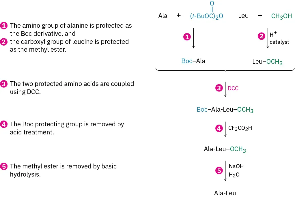Five steps in the synthesis of Ala-Leu. The amino group and the carboxyl group are protected. They are coupled with N, N-dicyclohexylcarbodiimide, and later deprotected to produce the dipetide, Ala-Leu.