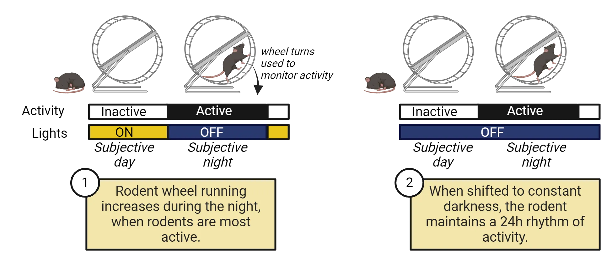 Illustration showing a rodent and a running wheel. 1) Rodent wheel running increases during the night, when rodents are most active. Subjective day and night are shown aligning with lights on versus off. 2) When shifted to constant darkness, the rodent maintains a 24h rhythm of activity. Lights are off but subjective day and night remain aligned with inactive vs active phases, respectively.