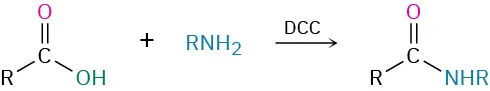 Conversion of a carboxylic acid to an N-substituted amide by reaction with a monosubstituted amine and D C C.