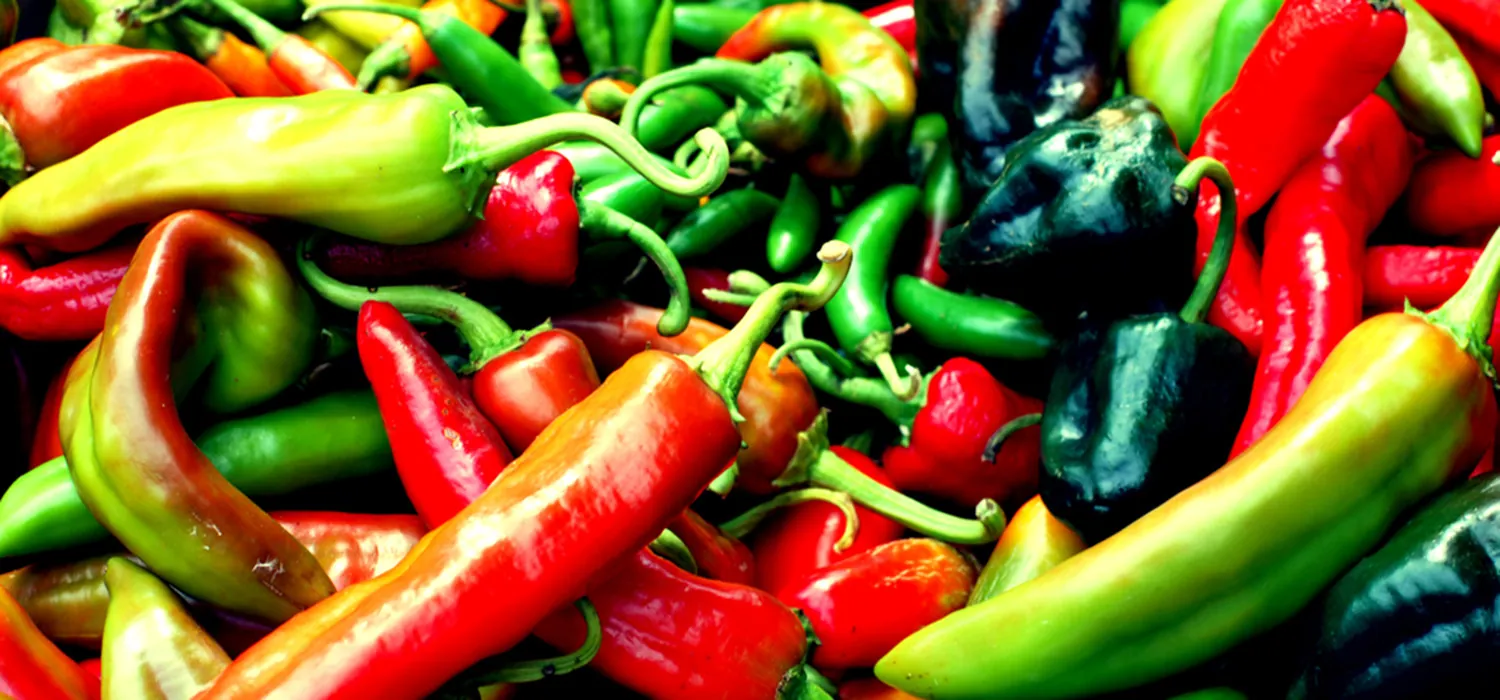 A photo of red, green, and black chilies arranged in heaps.