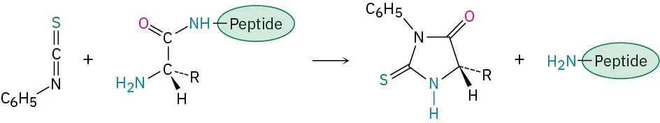 An illustration shows a reaction wherein two reactants form two products. The first reactant shows a phenyl group bonded to nitrogen double bonded to carbon at the top which is double bonded to a green sulfur at the top. The second reactant shows a carbon bonded to another carbon at the top; the carbon at bottom is bonded to a blue amino group on the left wedge bonded to a hydrogen and dash bonded to R at the bottom right. The top carbon is double bonded to pink oxygen and single bonded to blue nitrogen monohydride bonded to an encircled peptide. The first product shows a cyclopentane with a nitrogen and blue nitrogen monohydride; the ring is double bonded to a pink oxygen and green sulfur; the nitrogen is bonded to a phenyl group; the bottom right position is wedge bonded to hydrogen and dash bonded to R. The second product shows a blue amino group bonded to an encircled peptide.