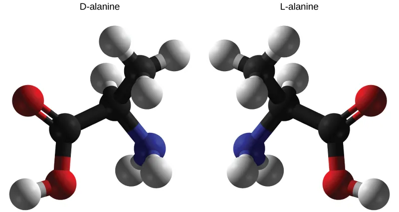 Molecular models of D-and L-alanine are shown. The two molecules, which contain the same number of carbon, hydrogen, nitrogen atoms, are mirror images of one another.