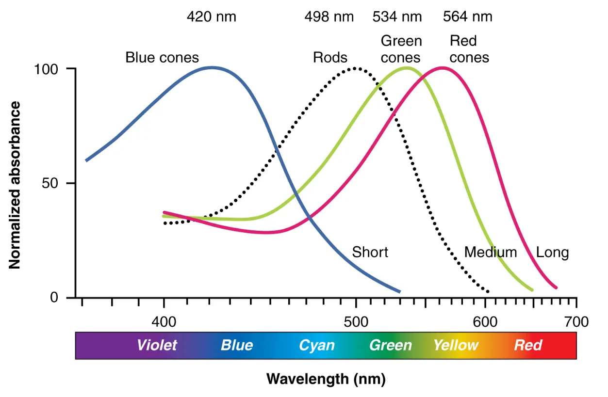A line graph of normalized absorbance (y-axis) versus wavelength (~400-700 nm, x-axis). Curve for blue (short) cones peak at just over 400 nm. Curve for green (medium) cones peaks around 550 nm. Curve for red (long) cones peaks at just under 600 nm. Curve for rods peaks around 500 nm.