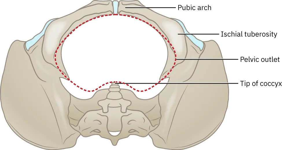 Image of pelvic bone with ischial spines extending out into the pelvic outlet.