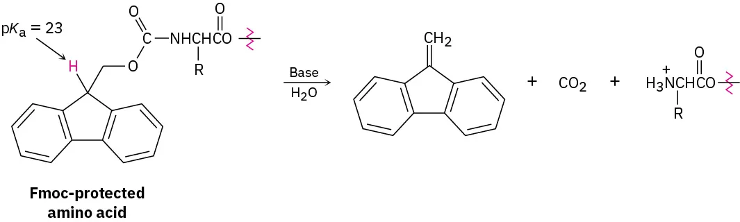 An F m o c-protected amino acid reacts with a base to form the free amino acid, carbon dioxide, and the dibenzofulvene (DBF) intermediate.