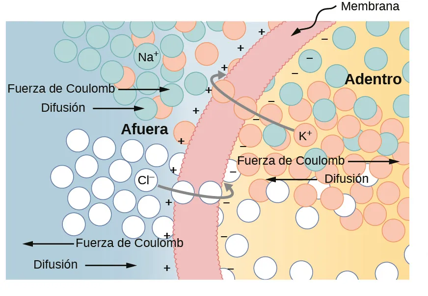 La figura muestra una membrana celular con signos negativos en el límite interior y signos positivos en el límite exterior. Los iones de cloruro están fuera de la célula. La difusión los mueve hacia la célula mientras que la fuerza de Coulomb se muestra apuntando hacia afuera. Se muestran algunos iones de cloruro atravesando la membrana hacia el interior. Los iones de potasio se muestran dentro de la célula. La difusión los desplaza hacia fuera, hacia la membrana, mientras que la fuerza de Coulomb se muestra hacia dentro. Se muestran algunos iones de potasio pasando la membrana hacia el exterior. Los iones de sodio están fuera de la célula. Tanto la fuerza de Coulomb como la difusión se muestran apuntando hacia la célula. Se muestran algunos iones de sodio dentro de la célula.