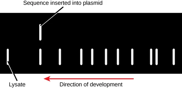 This figures displays the results of a gel run for a lysate the sequence inserted into the plasmid. This figure also point of the direction of development.