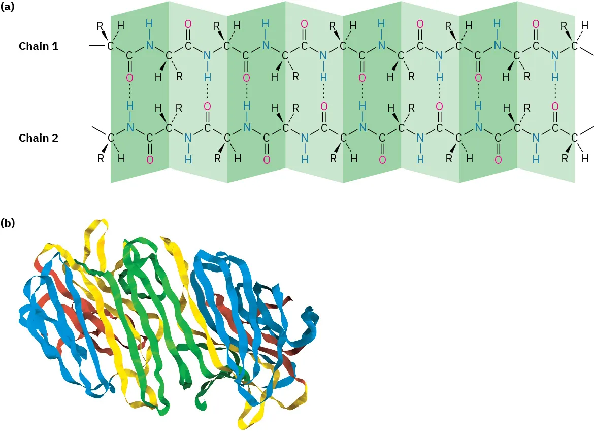 Part (a) shows the beta-pleated sheet secondary protein structure of two polypeptide chains. Part (b) shows the coiled ribbon structure of concanavalin A.