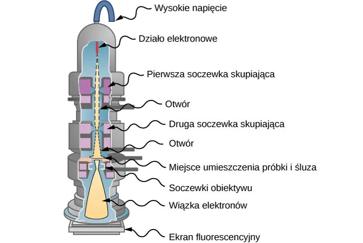  Ryzunek przedstawia schemat elektronowego mikroskopu transmisyjnego. Działo elektronowe wysyła strumień elektronów który przechodzi przez dwa zestawy skupiających soczewek i otworów po czym pada na próbkę. Przepuszczone elektrony padają na ekran.