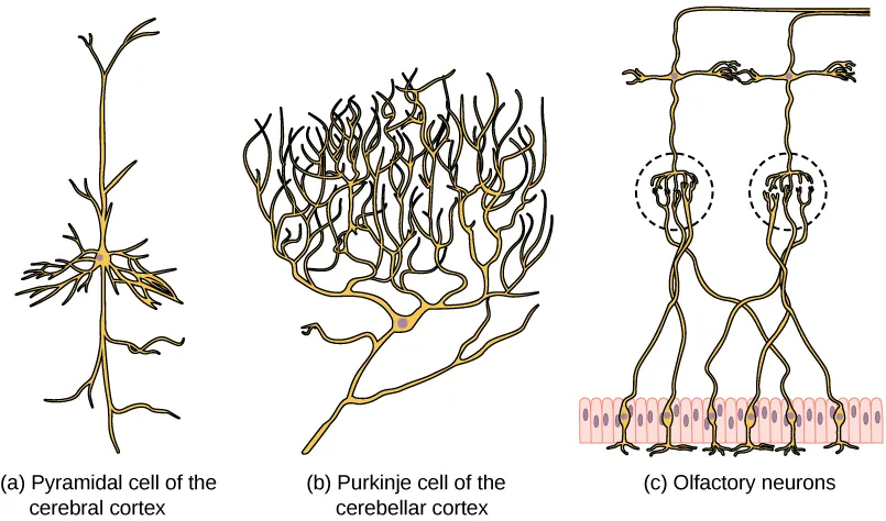 Part A shows a pyramidal cell with two long, branched projections on either end of the soma. Dendrites branch from either side. Part B shows a Purkinje cell with highly branched dendrites opposite the axon. Part C shows cells with long, thin axons. The dendrites are less branched than in pyramidal or Purkinje cells.
