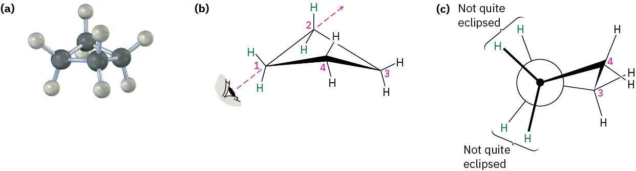 The ball and stick model, chair conformation, and Newman projection of cyclobutane. In Newman, the hydrogen atoms are not eclipsed.