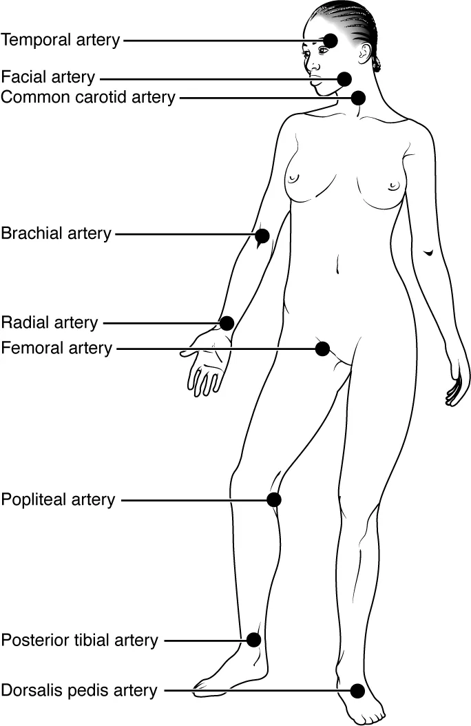 This image shows the pulse points in a woman’s body.