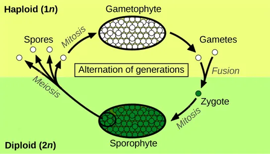 The plant life cycle has haploid and diploid stages. The cycle begins when haploid (1n) spores undergo mitosis to form a multicellular gametophyte. The gametophyte produces gametes, two of which fuse to form a diploid zygote. The diploid (2n) zygote undergoes mitosis to form a multicellular sporophyte. Meiosis of cells in the sporophyte produces 1n spores, completing the cycle.