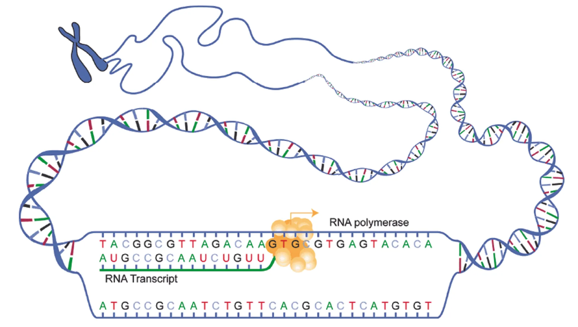 In this diagram, RNA polymerase is shown transcribing a DNA template strand into its corresponding RNA transcript.