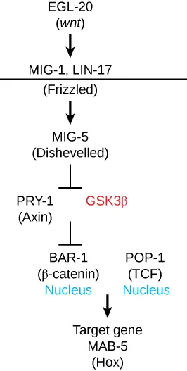 This flow chart starts at the top with E G L 20 (w n t) with a downward arrow pointing to M I G 1 and L I N 17. There is a solid line under these two labels, with an additional label, frizzled, under the solid line. The frizzled label has a downward arrow pointing to M I G 5 (disheveled). Under this label is a square line extending to P R Y 1 (Axin) and G S 3 beta. Under these 2 labels is a square line extending to B A R 1 (beta catenin) and P O P 1 (TCF). Both of these substances have the additional label Nucleus. A downward arrow extends down from these labels to Target gene M A B 5 (Hox).