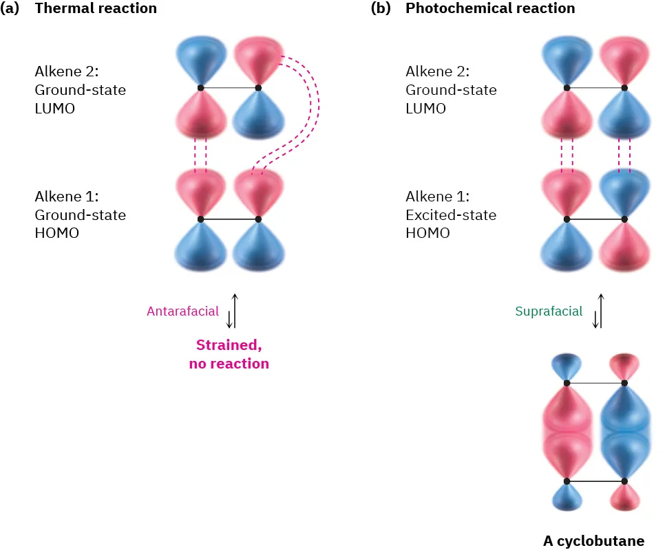 Ground state LUMO and HOMO (thermal) react antarafacially but form no product due to strain. Excited state HOMO and ground state LUMO (photochemical) react suprafacially to form cyclobutane.